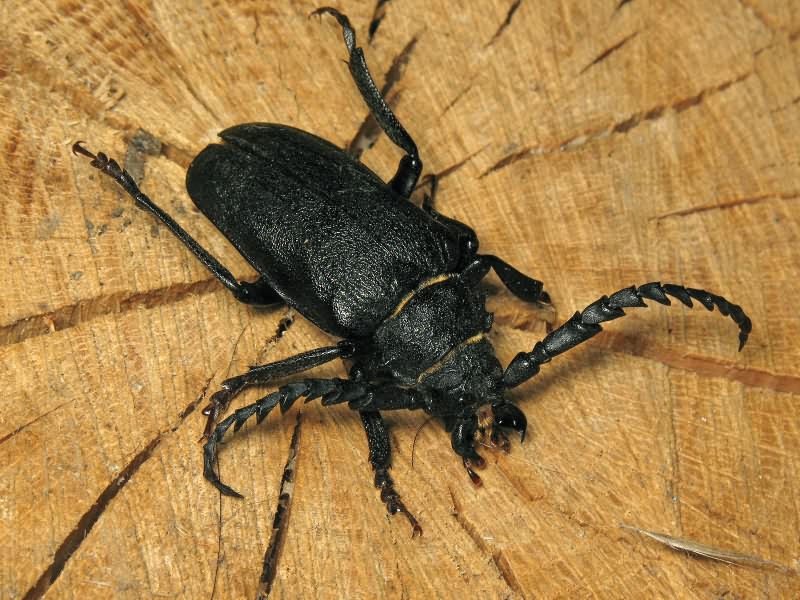 Prionus coriarius (Linnaeus, 1758)